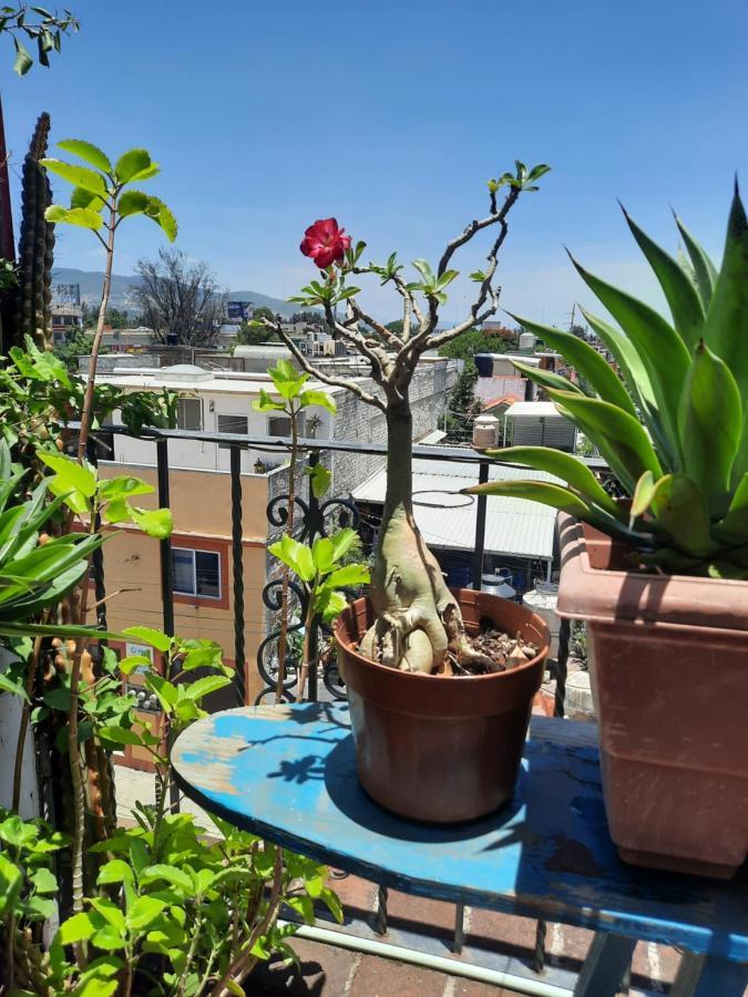 La Terraza Del Pochote Oaxaca Buitenkant foto